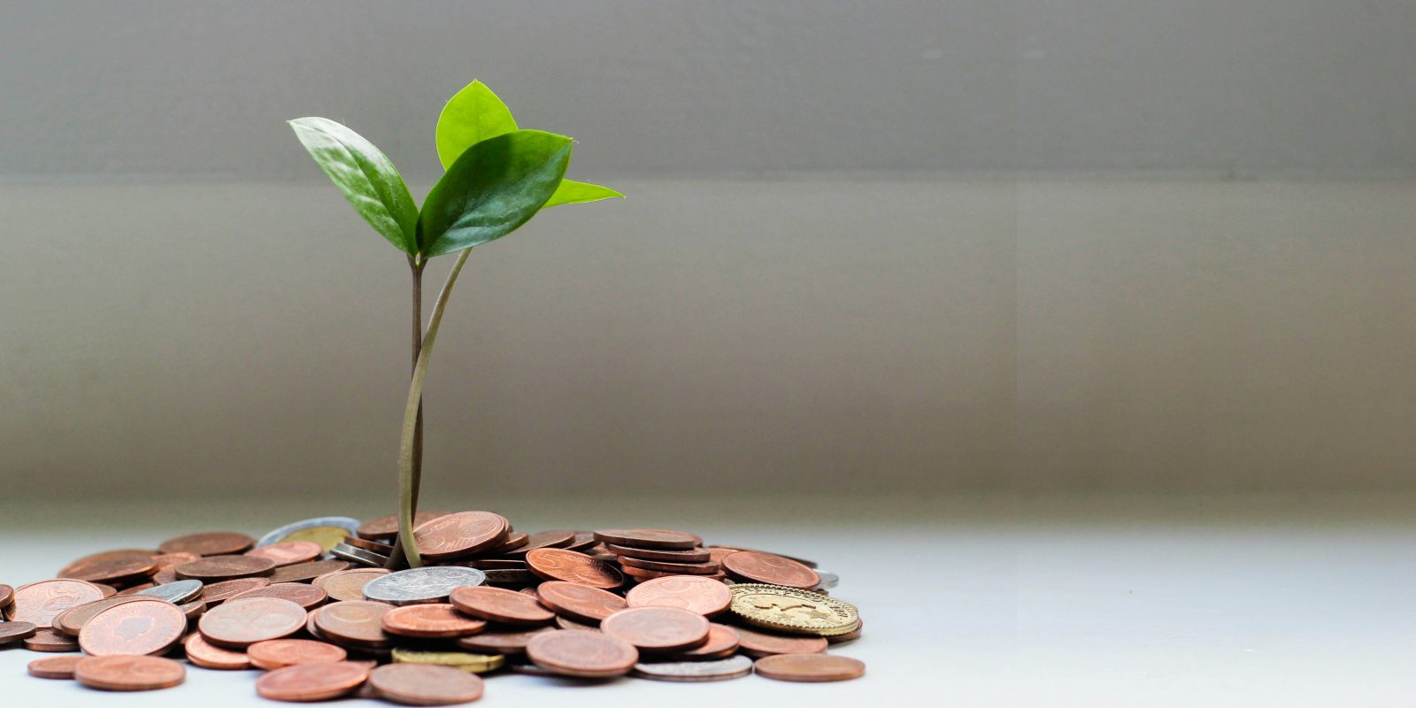 A picture of a plant growing from coins represents how a Startup needs funding to grow.